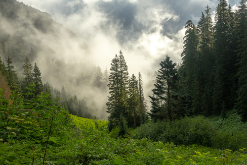 Caitlin Brooks Doyle